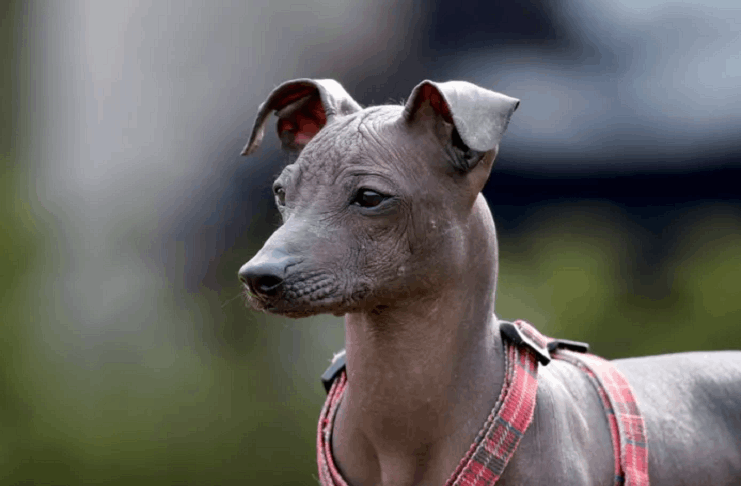Mira a las Razas de Perro más Caras del Mundo